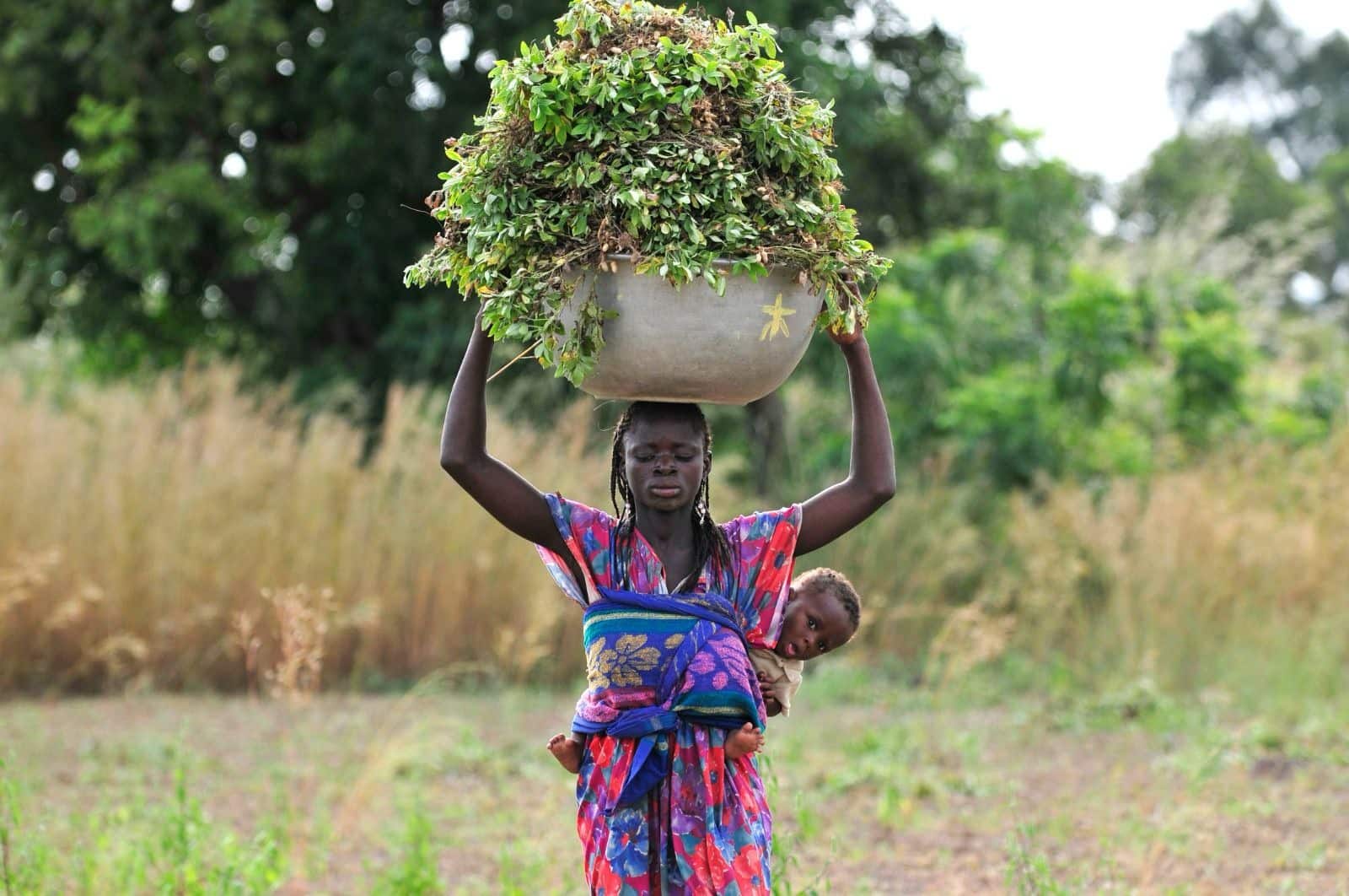 The Evolution of India’s Peanut Industry and Agrocrops’ Transformative Role | Internet & Social Media News